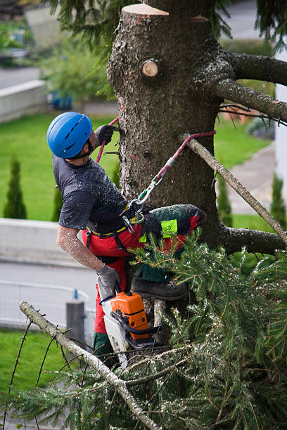 Best Arborist Consultation Services  in Kurtistown, HI